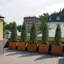 2 arbres topiaires artificiels, 3 arbres topiaires en cèdre artificiel-111312768