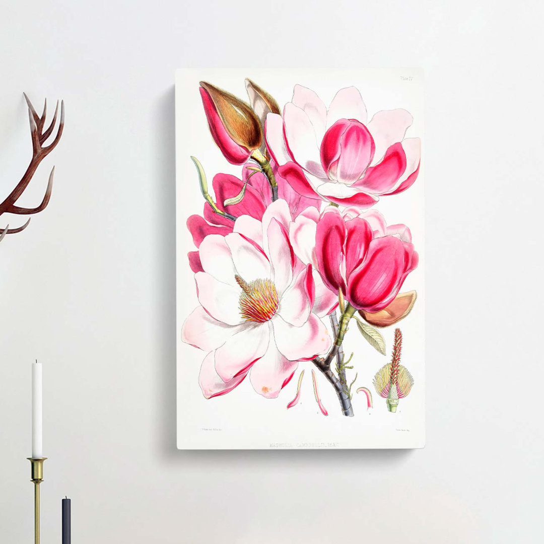 Himalayan Magnolia Flowers by W. H. Fitch - Wrapped Canvas