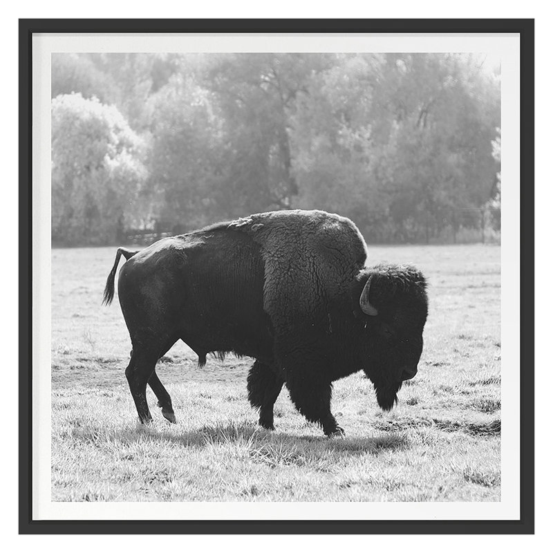 Bison Fall Print by Chris Dunker, 29" H x 29" W, Black Framed