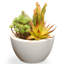 Les plantes grasses de 7,5 po The Holiday Aisle®