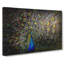 Peacock With Outstretched Feathers - Wrapped Canvas-55338452