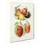 Vintage Illustrations Of Plums - Wrapped Canvas-55299316