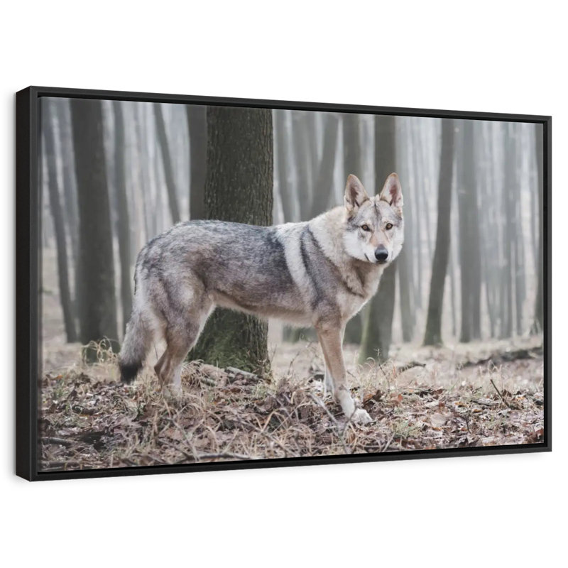 Loup d'hiver brumeux, 25 po x 17 po, Cadre flottant noir