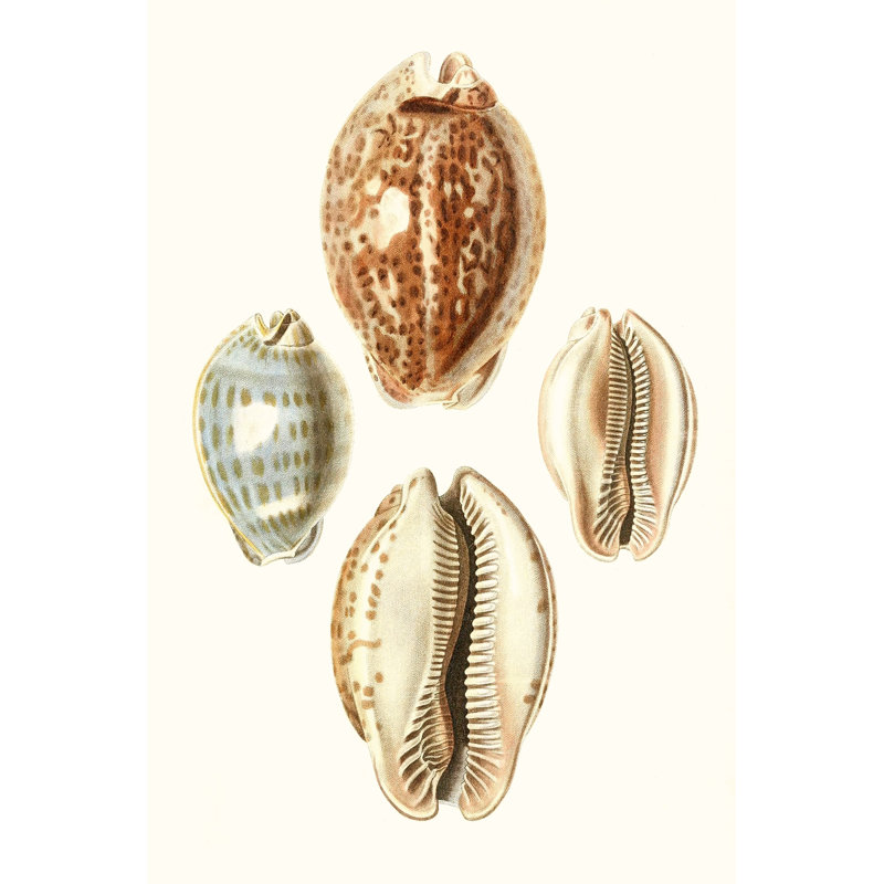 Lamarck Shells III by Lamarck - Wrapped Canvas Art Prints, 46cm H x 30cm W