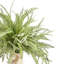 Feather Fern Arrangement with Shells