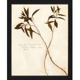 Pressed Botanical 19 Painting