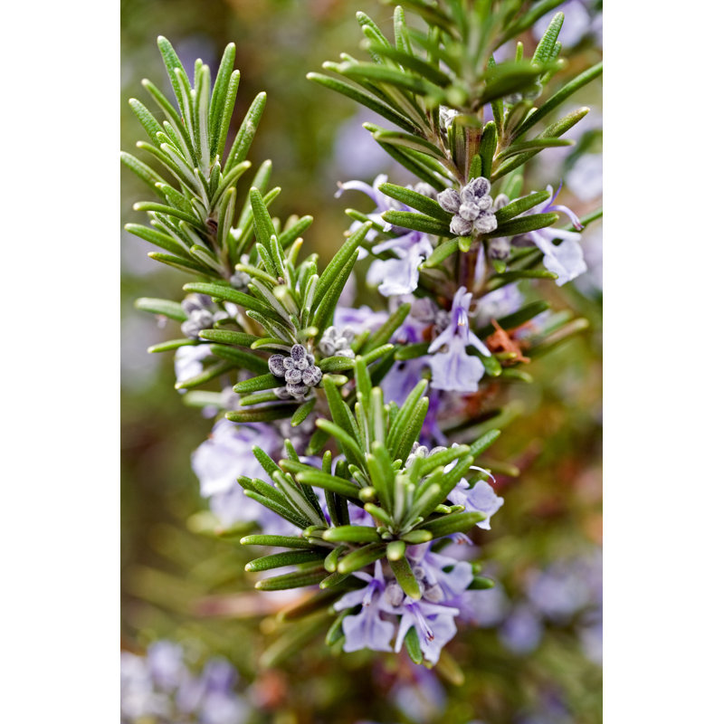 Rosemary - Wrapped Canvas Print, 76cm H x 51cm W x 3.8cm D