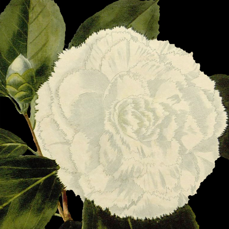 Dramatic Camellia IV by Vision Studio - Wrapped Canvas Painting, 91cm H x 91cm W x 3.8cm D