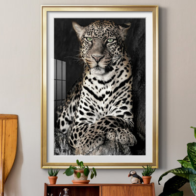 " African Leopard "
