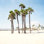 Palmiers de Santa Monica - photographie