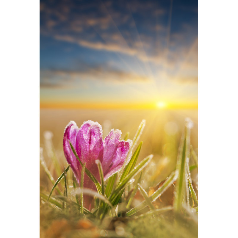 Awesome Sunset by Renata Varha - Wrapped Canvas Print, 46cm H x 30cm W