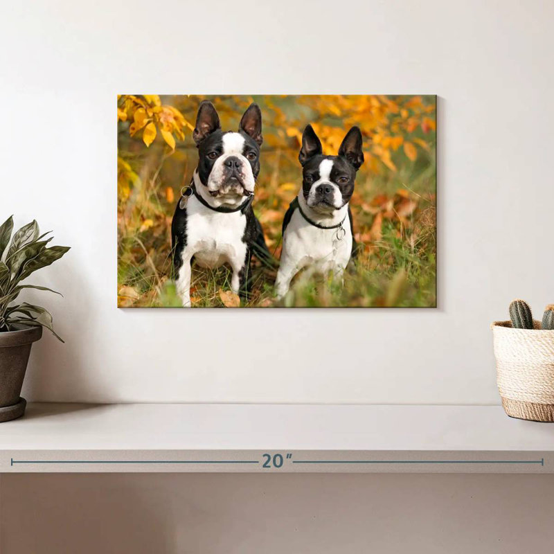 Boston Terrier Couple, H 8 po x l 12 po