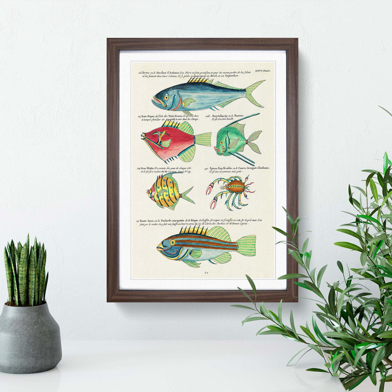 East Indies Fish & Crab Illustrations XXVI by Louis Renard - Picture Frame Painting Print, 36cm H x 27cm W x 2cm D