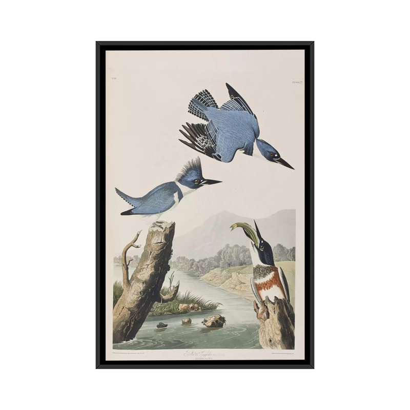 « belted kingfisher », impression sur toile, H 26 po x l 18 po x P 1,5 po, Toile avec cadre noir, Pas de tapis