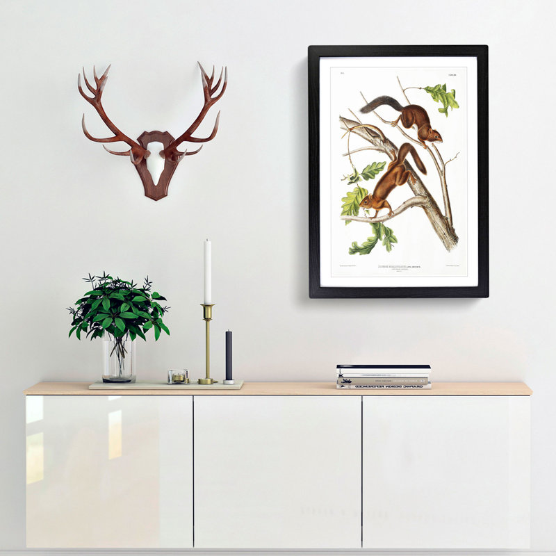 Soft-Haired Squirrels by J.W. Audubon - Picture Frame Painting Print, Black Framed, 36cm H x 27cm W x 2cm D