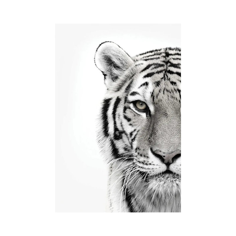 White Tiger - Print on Canvas, 30.48cm H x 20.32cm W x 1.91cm D, Wrapped Canvas