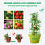 Treillis Obélisque de jardin Soroh-1368738158