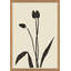 Allium Giclee Print by Susan Hable
