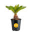 Sago Palm Tree in Nursery Pot