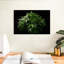 Plante de marihuana-107842070