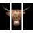 Scottish Highland Cattle VIII - 3 Piece No Frame Print on Float Glass