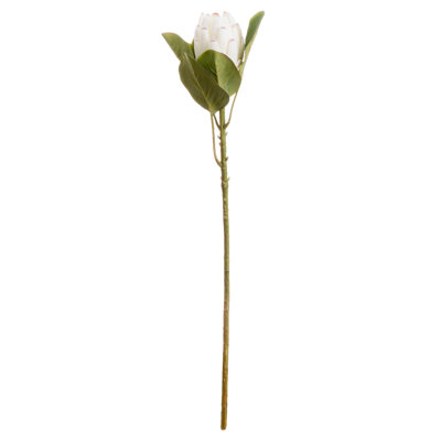 Anastasija Arrangement