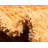 Wawona Indoor Rug-1895570014