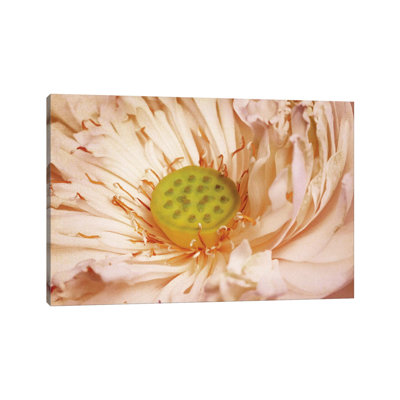 Peaches And Cream by PI Studio - Wrapped Canvas Print