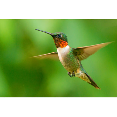 " Ruby-Throated Hummingbird " by Carolinabirdman