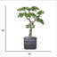 Bonsaï beauté 50 po H-97779131