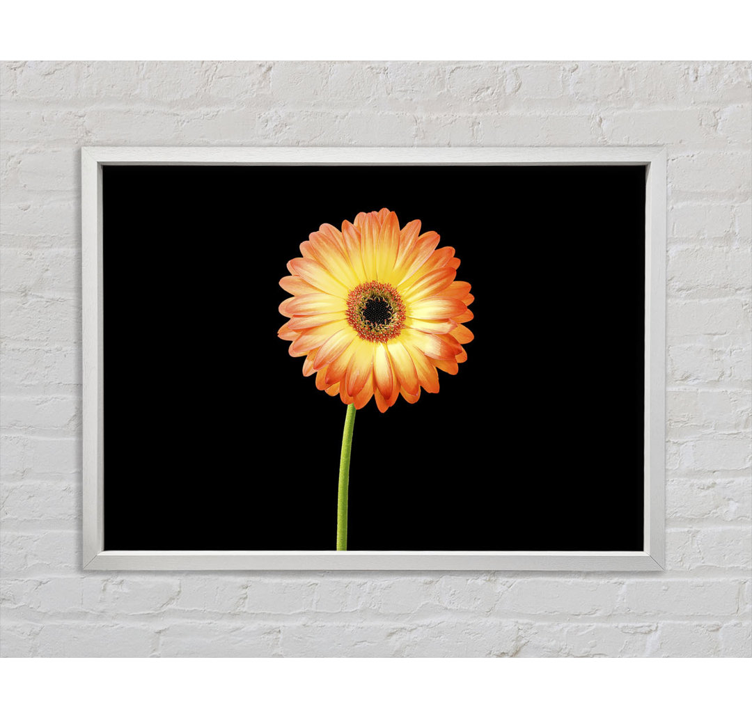 Orange Gerbera auf Schwarz - Einzelner Bilderrahmen Kunstdrucke auf Leinwand