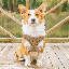 Harnais pour chien en maille, harnais anti-traction ajustable et rembourré avec anneau en D et boucle pour chiens-2013099468-2013099466
