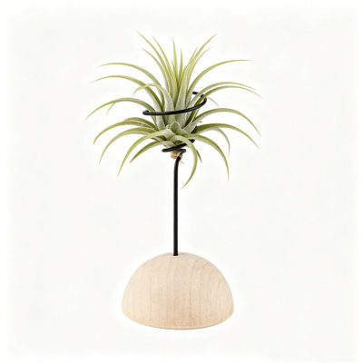 Porte-plantes minimalistes en bois naturel avec petits fils en métal et présentoir de table pour plantes grasses Tillandsia