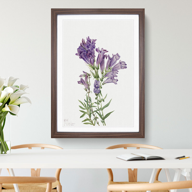 Purple Pentstemon by Mary Vaux Walcott - Picture Frame Painting, Walnut Framed, 48cm H x 36cm W x 2cm D