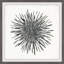 Burst of Grey - Picture Frame Print-27953702