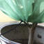 Plant Cover-324091593