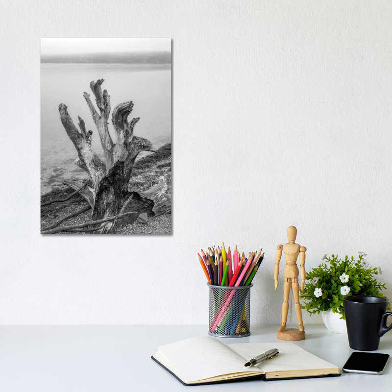 Gnarly Stump by Louis Ruth - Wrapped Canvas Print, 20.32 cm H x 30.48 cm W