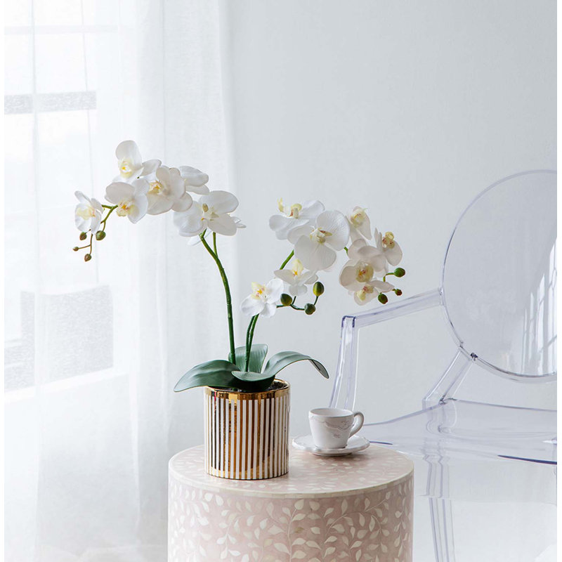 Orchidée rayée en pot