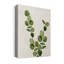 «Botanical Wash III» par Conrad Knutsen, reproduction d'art sur toile tendue-1868847334