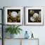 Cotton Balls I - Cadre photo-1492861062-1492861061-1492861060