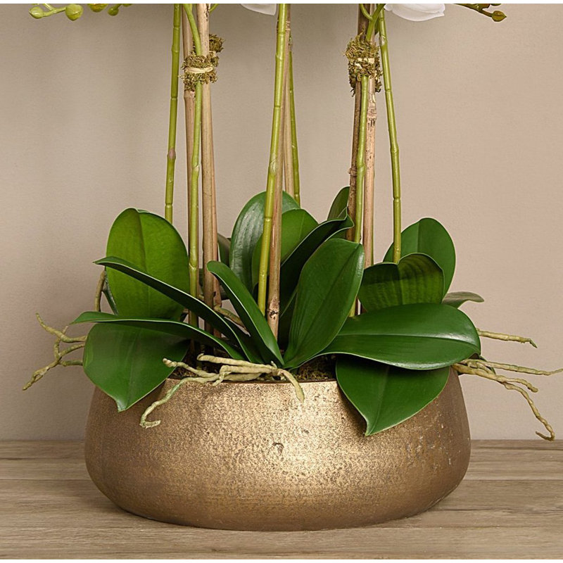 Orchid Floral Arrangement in Planter, 24" x 18", White, Gold