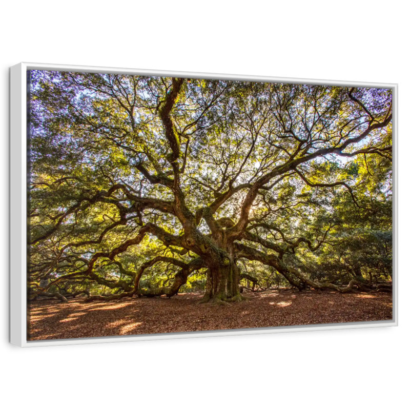 Chêne ange noueux, Cadre flottant blanc, 37 po x 25 po