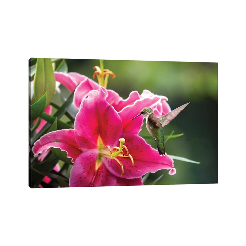 Hummer and Lily 1 Piece Wrapped Canvas Wall Art, 45.72cm H x 66.04cm W x 1.905cm D