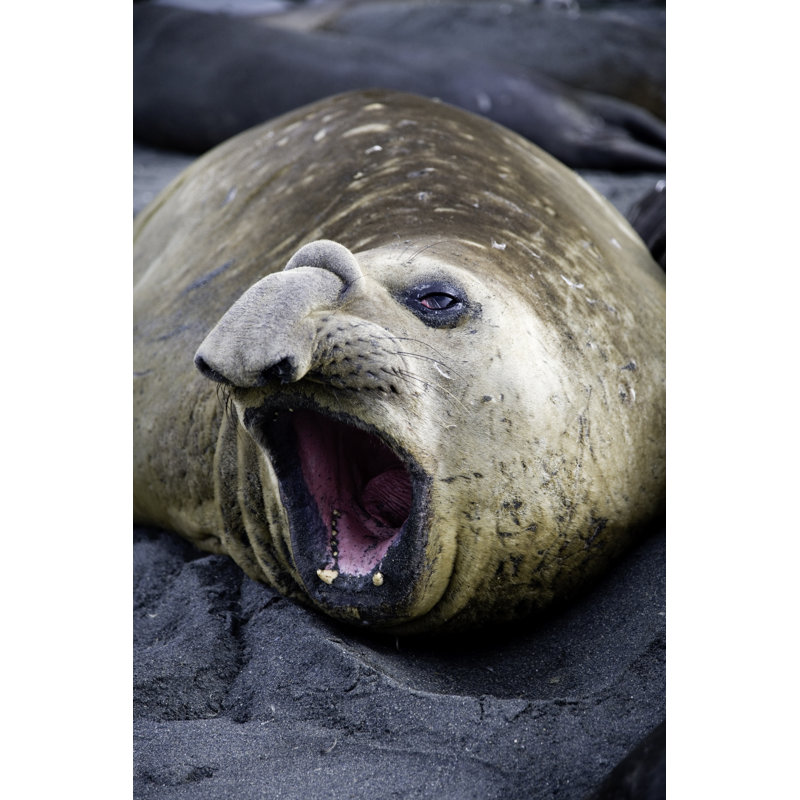 Elephant seal 108162228, 122cm H x 81cm W