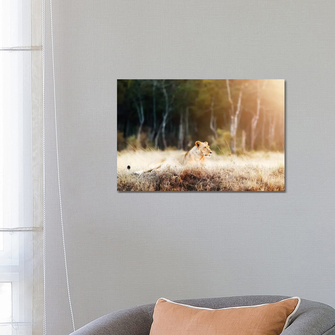 Lioness In Morning Sunlight After Breakfast~3 von Susan Richey - Gallery-Wrapped Canvas Giclée on Canvas