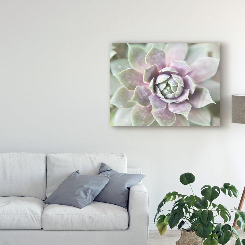 « succulent lueur ii », photographie sur toile tendue, H 14 po x l 19 po x P 2 po