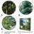 " Green Pine Tree Emerald Symphony "-829547763-829547764