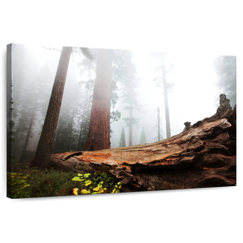 Harnek Fallen Sequoia Tree, 26'' H x 39'' W