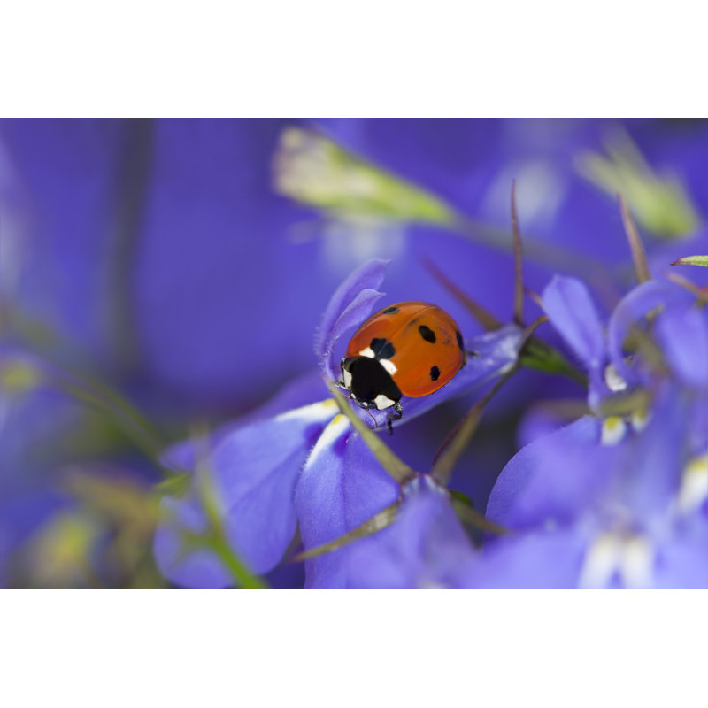 Rosman Ladybug - Wrapped Canvas Print, 81cm H x 122cm W x 3.8cm D