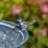 Mattison Metal Pedestal Birdbath-1200573713